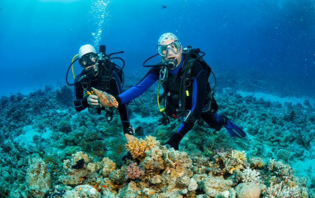 Go on a snorkeling and diving tour across the Maldives