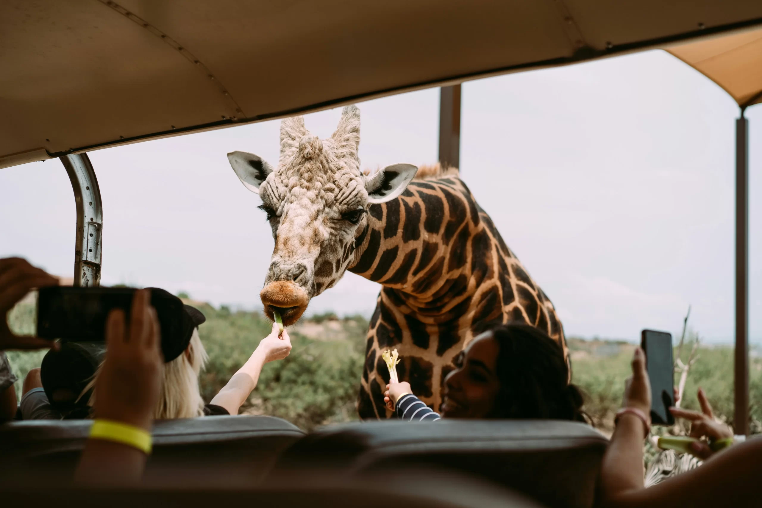 The Ultimate Luxury Safari Experience at Royal Malewane