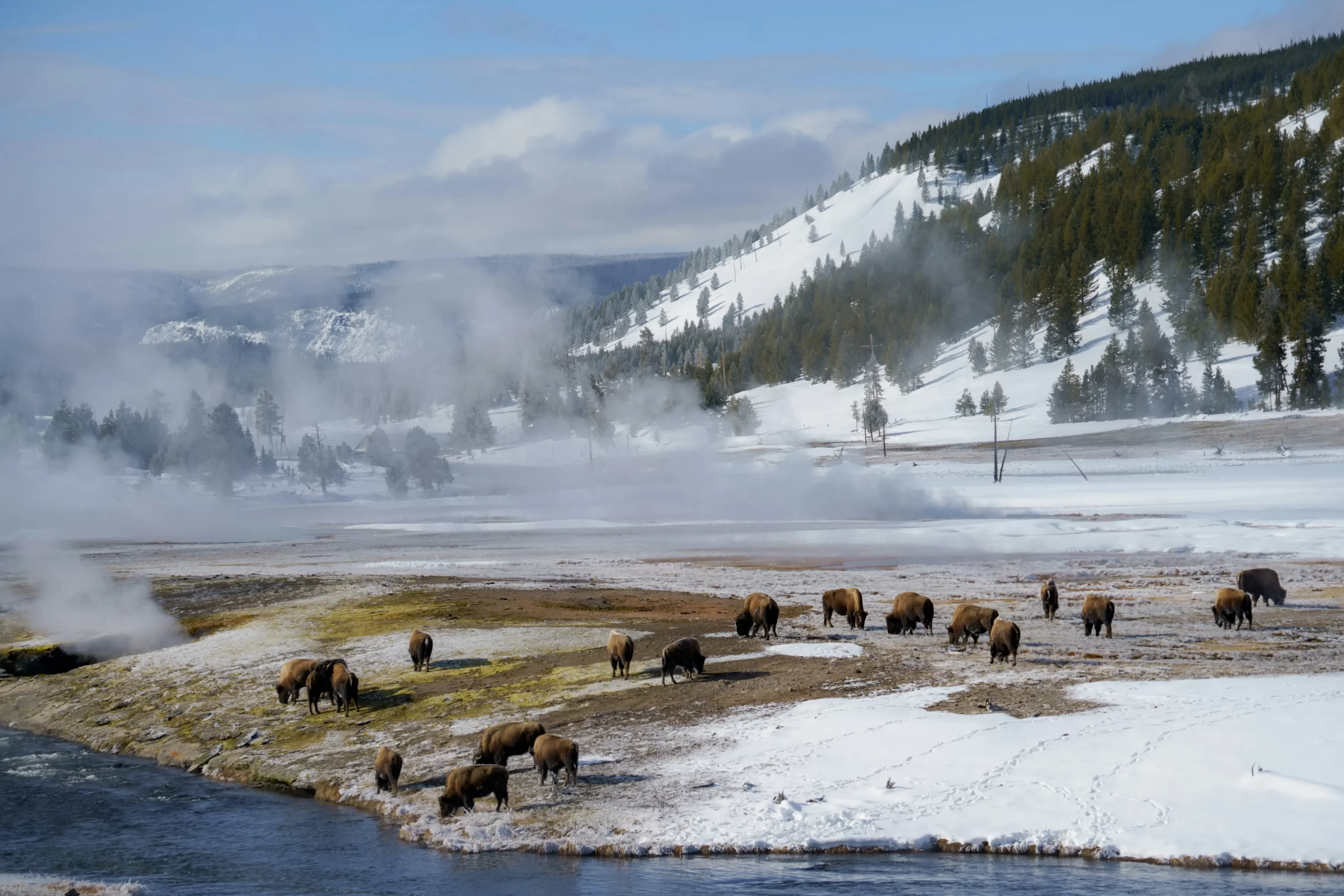 Yellowstone National Park in 2025: Geysers, Wildlife, and Scenic Adventures