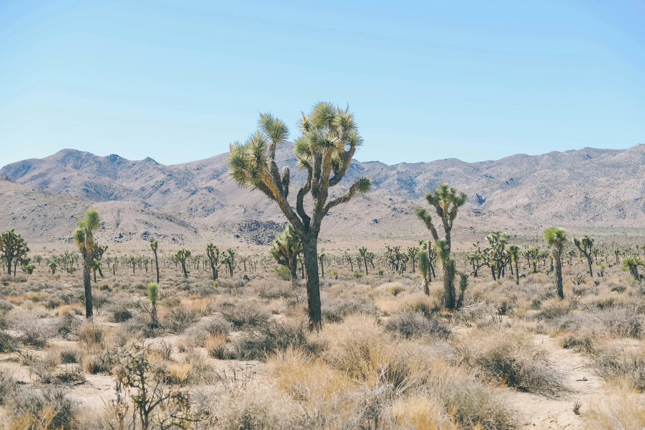 Phoenix in 2025: Desert Adventures, Art, and Southwestern Charm